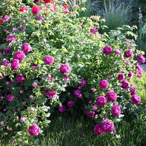 Violet - rosiers gallica